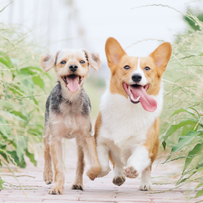 Balades éducatives avec plusieurs chiens