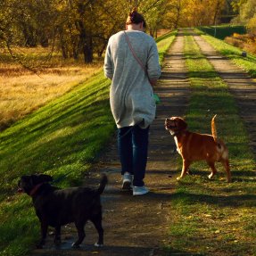 Les balades canines éducatives en famille 