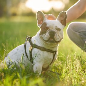 Photo d'une chienne boston terrier assise dans l'herbe, elle porte un harnais noir. On distingue sa propriétaire en arrière plan qui la caresse