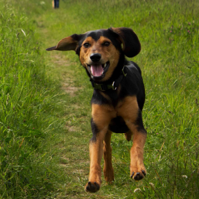 chiot courant croisé beauceron qui court dans l'herbe les oreilles au vent