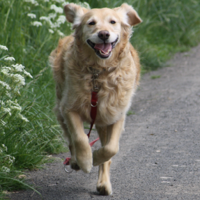 Chien golden retriever âgé de 12 ans qui s'amuse en balade