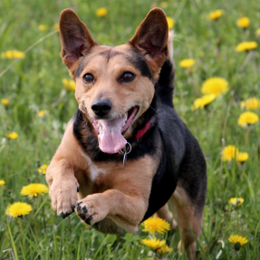 petit chien ratier marron et noir qui semble voler dans un champs de fleurs tellement il court vite