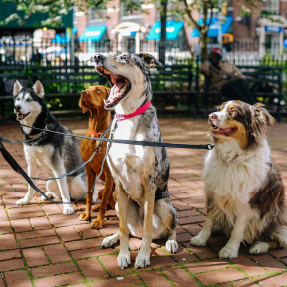 photo de quatre chiens : un husky, un braque, un berger australien et un croisé dogue en laisse en centre ville - Des balades collectives en ville également