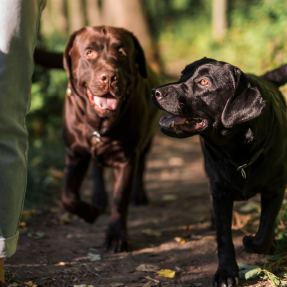 deux chiens labrador; un noir et un marron; se promenant en forêt - Balades individuelles ou collectives en fonction des ententes