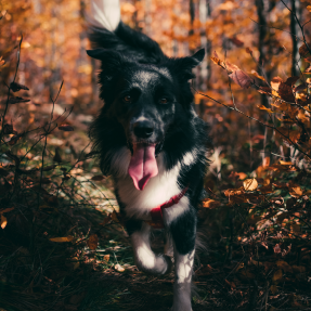 Chien border collie noir et blanc se promenant en forêt en automne; on distingue des arbres aux feuilles marrons en arrière plan - Des balades en ville ou en forêt en fonction du temps disponible et des envies de chacun