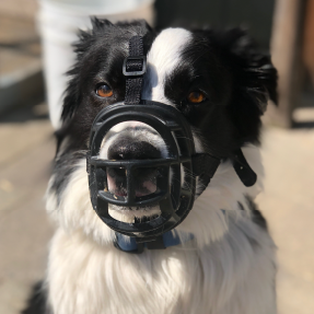 Chien border collie avec une muselière pour se protéger et protéger les autres