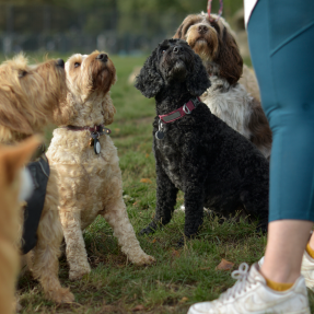 Groupe de quatre chiens assis devant leur promeneuse avant de démarrer une balade en liberté