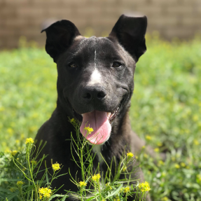 Chien de type staff gris et blanc couché dans l'herbe avec la langue sortie et les oreilles dressées