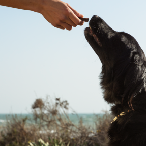 Chien de type retriever Flatcoat de couleur marron qui est assis et lève la tête pour attraper une friandise