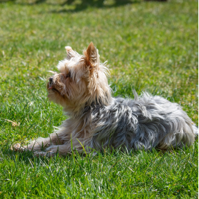 Chien Yorkshire avec un air concentré pendant un cours d'éducation canine - On peut apprendre à tous âges