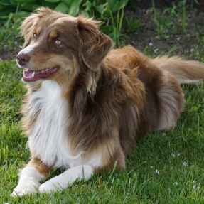 Chien Berger Australien mâle rouge tricolore, couché dans l'herbe pendant un cours d'éducation canine