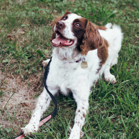 Chien Springer Anglais marron et blanc couché dans l'herbe qui semble regarder son propriétaire pendant une séance de travail