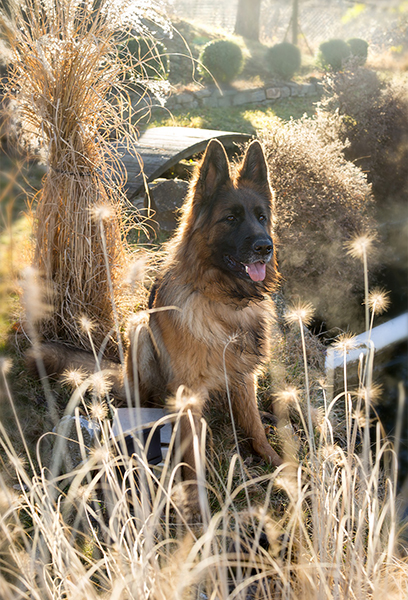 Chien Berger allemand assis dans un parc - éducation canine pour les propriétaires