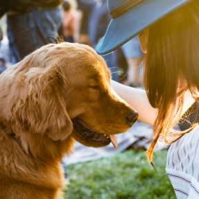 Chien golden retriever ayant les yeux fermés se fait carresser par une jeune fille avec un chapeau bleu - La présence canine réduit l'anxiété