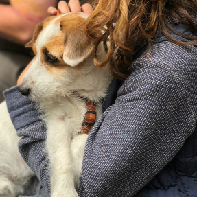 Chien Jack russel dans les bras d'une jeune fille dont on ne voit pas le visage - Développez une meilleure compréhension de vous même grâce aux chiens