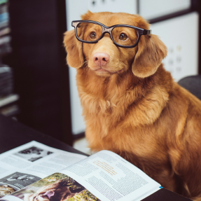 Chien retiever beige assis sur une chaise portant des lunettes et semble lire le magasine posé devant lui - Ensemble travaillons sur vos objectifs spécifiques