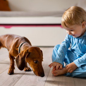 photo d'un jeune enfant en pijama bleu qui observe un chien teckel marron - Eduquer dès le plus jeune âge