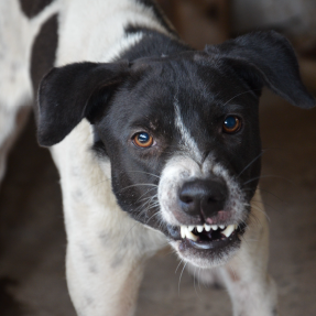 Chien de chasse noir et blanc, bien ancré sur ses pattes montrant les dents - Choisir sa formation pour éviter le danger