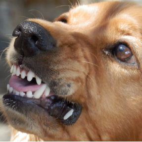 Chien de type retriever qui montre les dents - Prévoir les dangers c'est 80% du travail