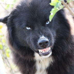 Chien de type berger noir il semble agressif car il montre les crocs - Tous les chiens peuvent être dit dangereux