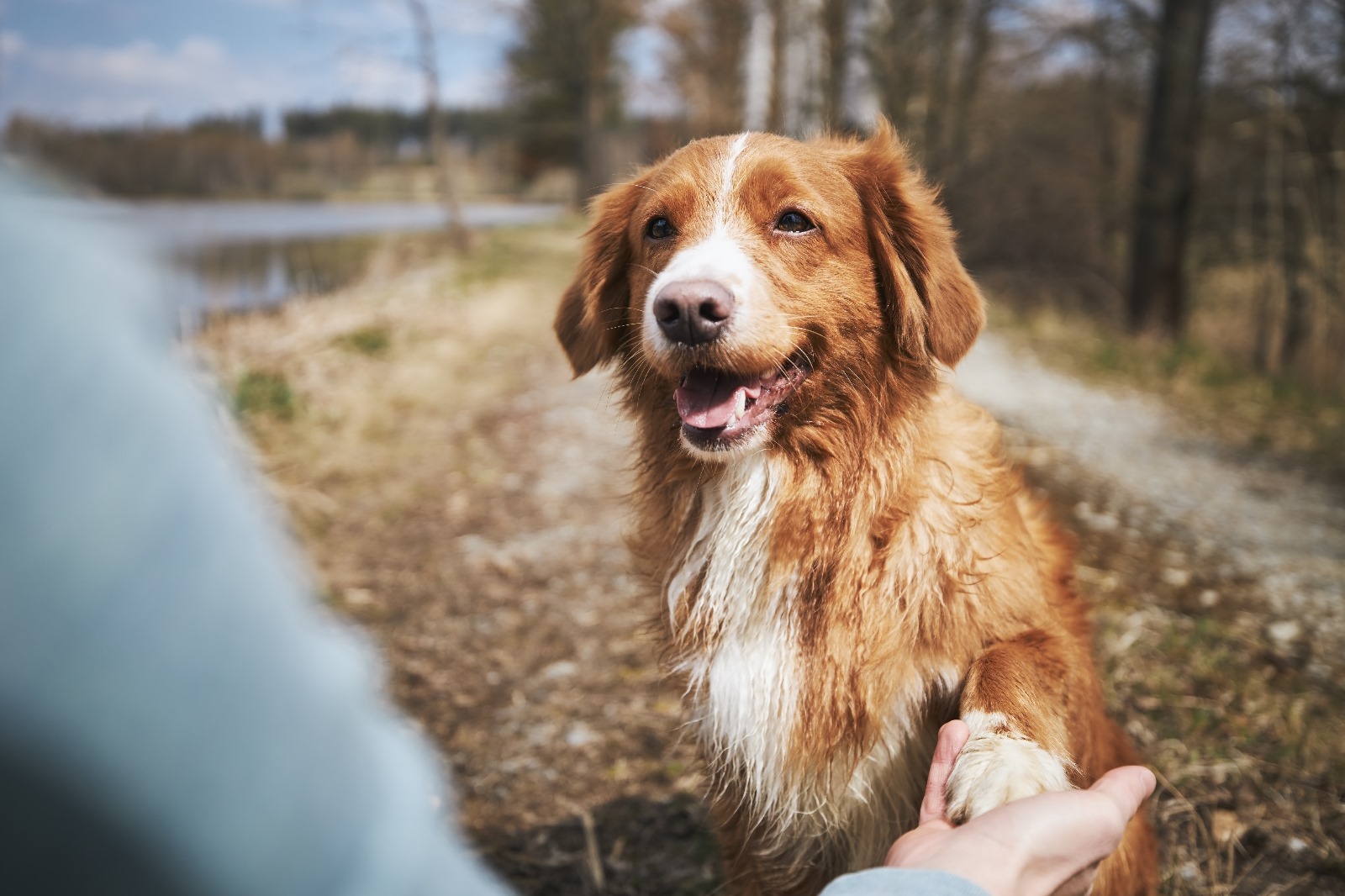 notre engagement envers vous pour l'éducation canine