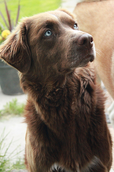 Chien marron aux yeux bleus qui regardent fixement sur sa gauche - formation canine pour les professionnels