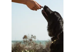 Comment bien appliquer une méthode d'éducation positive à son chien ?