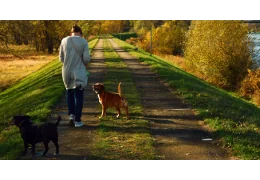 Pourquoi doit-on promener son chien ? Pourquoi doit-on promener son chien ?