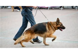 Pourquoi ne pas utiliser l’éducation coercitive, qui semble plus rapide ? Pourquoi ne pas utiliser l’éducation coercitive, qui semble plus rapide ?