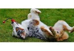 J'accueille mon chiot, dois-je choisir un éducateur ou une école du chiot ?