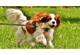 Comment éduquer un chien ?