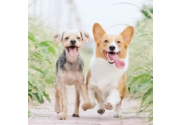 Socialisation ou surexposition : les dangers des balades collectives