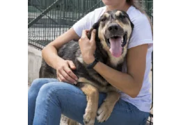 Adopter un chien adulte : les étapes clés pour réussir son intégration